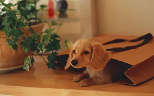 小猎犬腊肠犬图片桌面壁纸_5