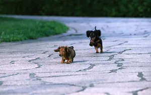 小猎犬腊肠犬图片桌面壁纸_6