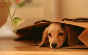小猎犬腊肠犬图片桌面壁纸_7