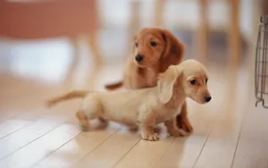 小猎犬腊肠犬图片桌面壁纸_8