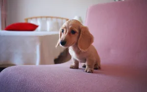 小猎犬腊肠犬图片桌面壁纸_9