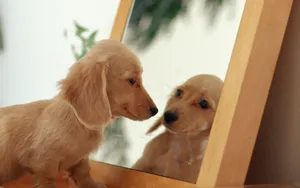 小猎犬腊肠犬图片桌面壁纸_10