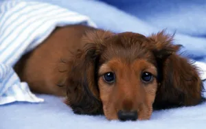 小猎犬腊肠犬图片桌面壁纸_11