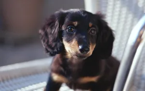 小猎犬腊肠犬图片桌面壁纸_12