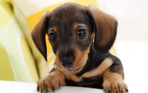 小猎犬腊肠犬图片桌面壁纸_13