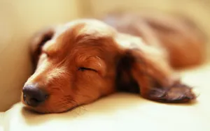 小猎犬腊肠犬图片桌面壁纸_14