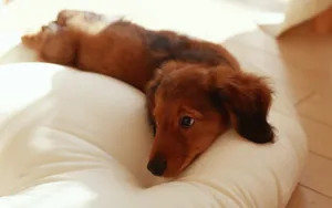 小猎犬腊肠犬图片桌面壁纸_15
