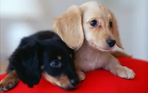 小猎犬腊肠犬图片桌面壁纸_16