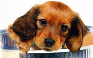 小猎犬腊肠犬图片桌面壁纸_18