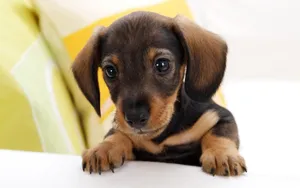 小猎犬腊肠犬图片桌面壁纸_19