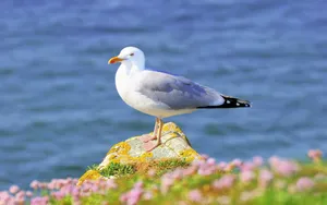 大海边自由翱翔的海鸥壁纸_1