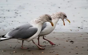 大海边自由翱翔的海鸥壁纸_17