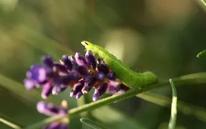 可爱的毛毛虫桌面壁纸_7
