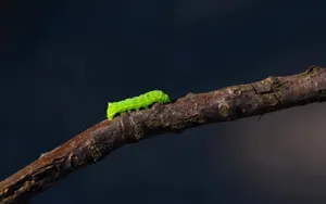 可爱的毛毛虫桌面壁纸_9