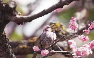 春天里可爱的小鸟图片壁纸_10