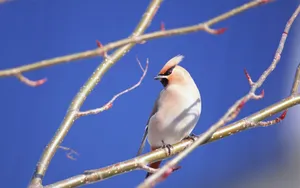 春天里可爱的小鸟图片壁纸_11