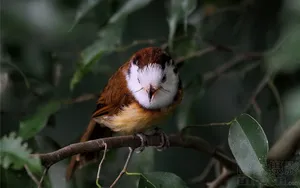 画眉鸟图片桌面壁纸_10
