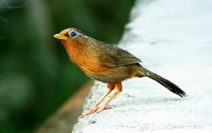 画眉鸟图片桌面壁纸_11