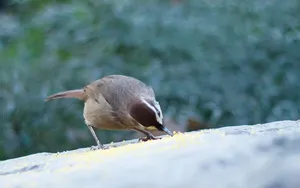 画眉鸟图片桌面壁纸_18