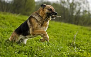 德国黑背犬图片壁纸第1张
