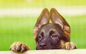 德国黑背犬图片壁纸_4