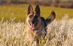德国黑背犬图片壁纸_6