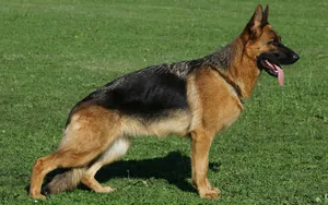 德国黑背犬图片壁纸_7
