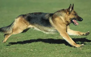 德国黑背犬图片壁纸_9