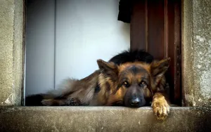 德国黑背犬图片壁纸_10