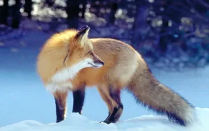 狡猾的狐狸图片壁纸_10