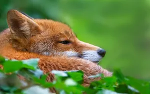 狡猾的狐狸图片壁纸_11