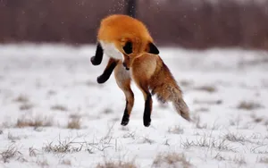 狡猾的狐狸图片壁纸_13
