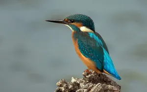 翠鸟特写图片壁纸_2