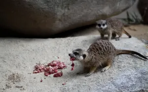 猫鼬_10