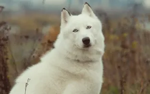 阿拉斯加雪橇犬图片壁纸 第二辑