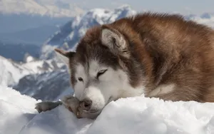 阿拉斯加雪橇犬图片壁纸 第二辑_5