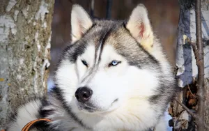 阿拉斯加雪橇犬图片壁纸 第二辑_6