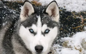 阿拉斯加雪橇犬图片壁纸 第二辑_8