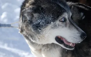 阿拉斯加雪橇犬图片壁纸 第二辑_9