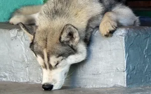 阿拉斯加雪橇犬图片壁纸 第二辑_10
