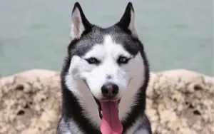 阿拉斯加雪橇犬图片壁纸 第二辑_11