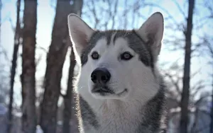 阿拉斯加雪橇犬图片壁纸 第二辑_12