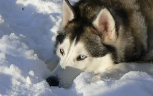 阿拉斯加雪橇犬图片壁纸 第二辑_13