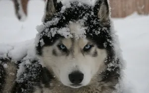 阿拉斯加雪橇犬图片壁纸 第二辑_14
