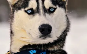 阿拉斯加雪橇犬图片壁纸 第二辑_17