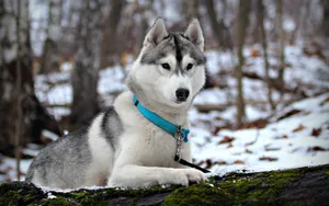 阿拉斯加雪橇犬图片壁纸 第一辑_5
