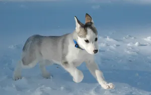 阿拉斯加雪橇犬图片壁纸 第一辑_10