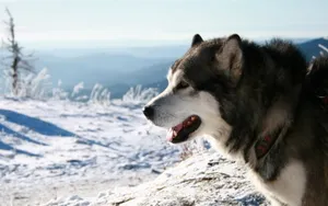 阿拉斯加雪橇犬图片壁纸 第一辑_12