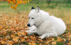 阿拉斯加雪橇犬图片壁纸 第一辑_18