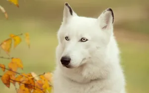 阿拉斯加雪橇犬图片壁纸 第一辑_19